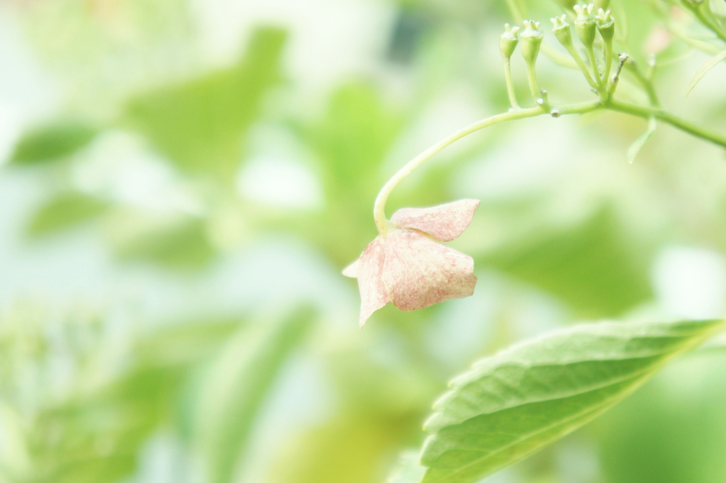 冬の紫陽花