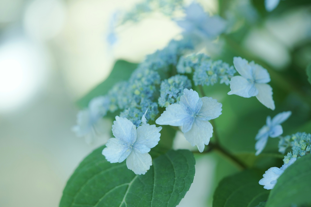 紫陽花　21