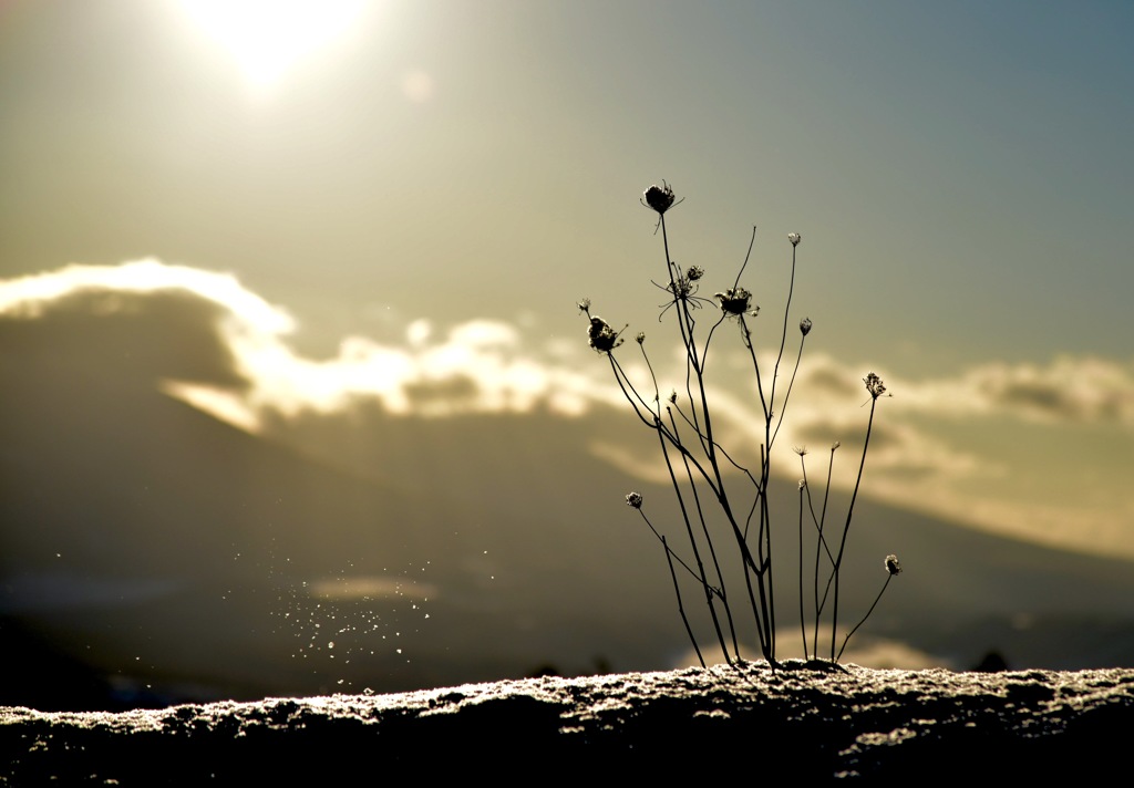 雪の花びら