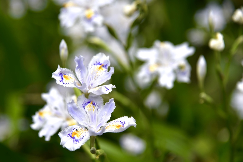 Fringed iris