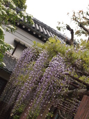 京都の風景②