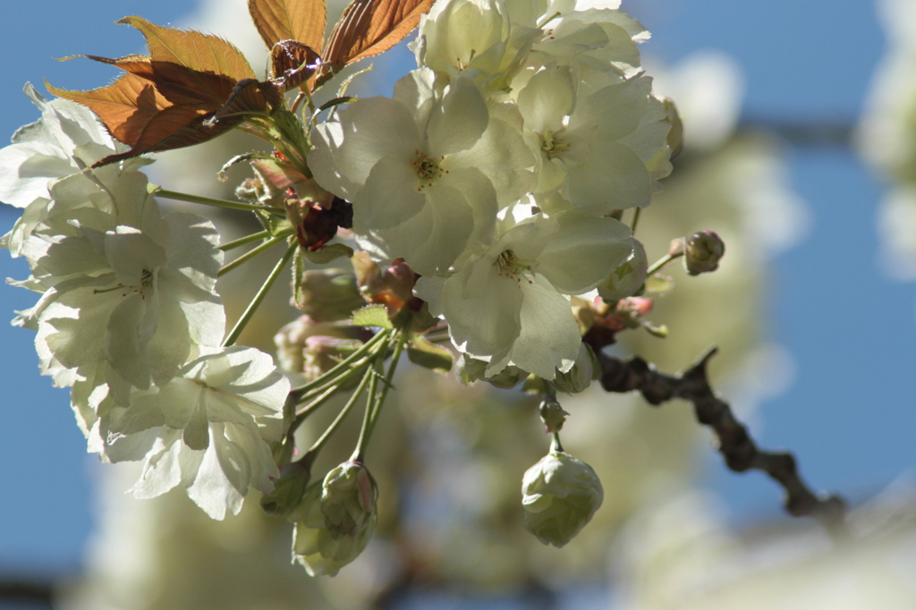 八重の桜（鬱金桜）