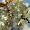 八重の桜（鬱金桜）