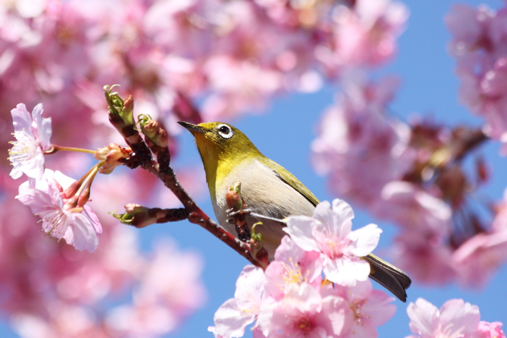 Into The Joy of Spring
