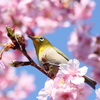 Into The Joy of Spring