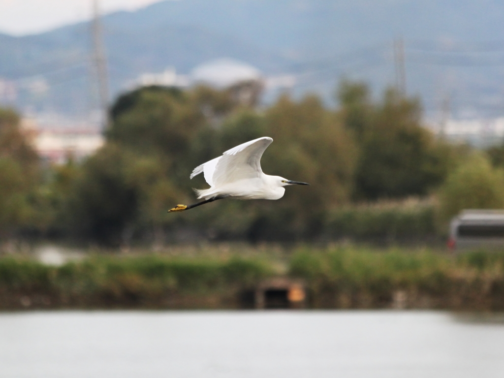 An egret＠ Asabata marsh　麻機沼のコサギ