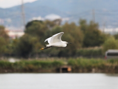 An egret＠ Asabata marsh　麻機沼のコサギ