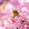 Tales of early spring