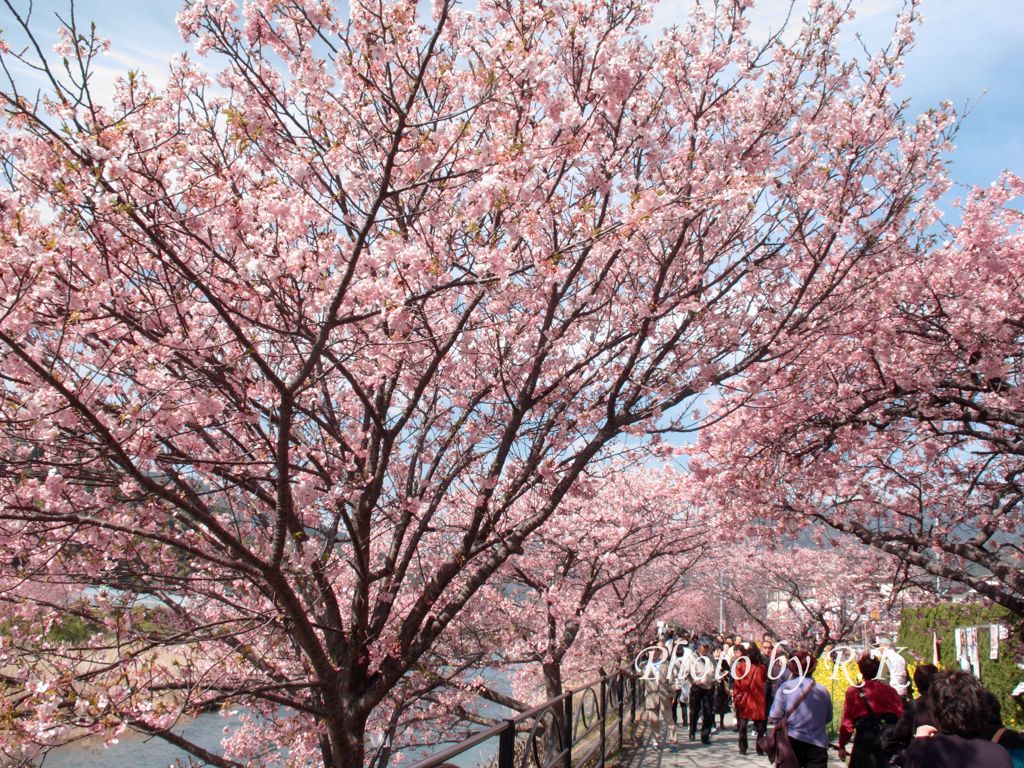 河津桜まつり（ぽかぽか陽気）