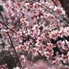 あんずの花　日差しに透けて