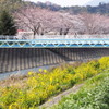 Fine and windy spring day