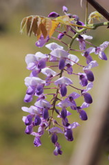 Wisteria17