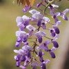 Wisteria17