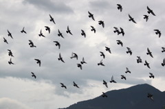 ヒッチコック『鳥』のオマージュ1