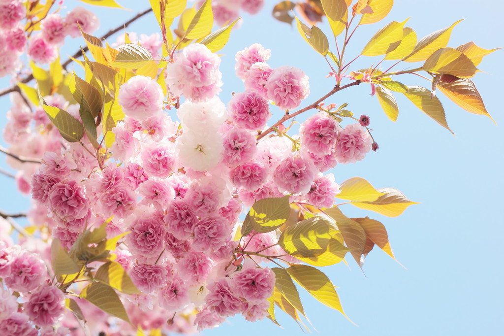 Oh, big bouquet !