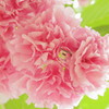 An eye in frill