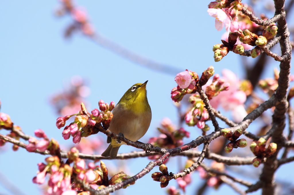 Spring has come with white-eye