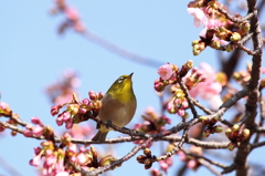 Spring has come with white-eye