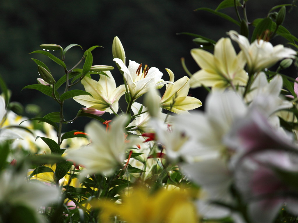 雨ニモマケズ-Wet beautiful white lilies-