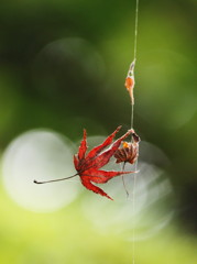 蜘蛛の糸