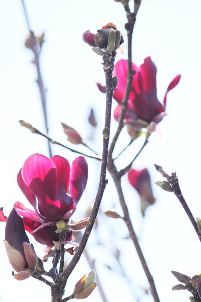 spring light-春光-