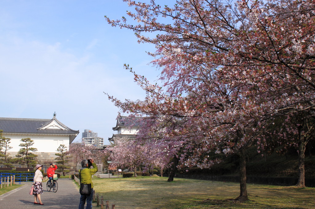 お仲間・・・（桜、きれいよね）