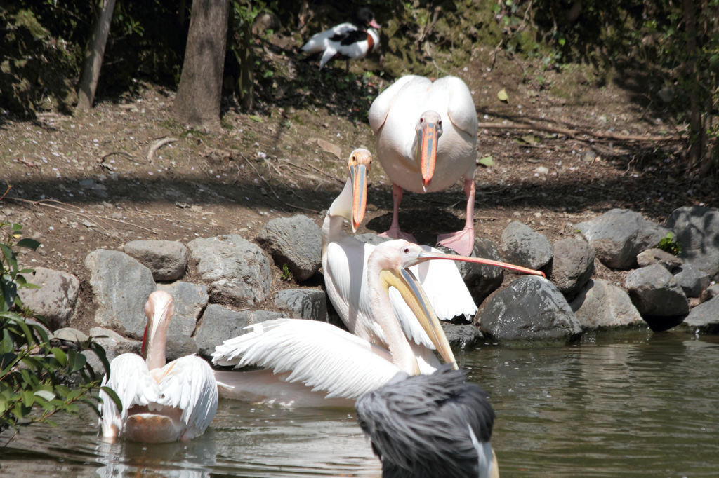 In a zoo. ペリカン