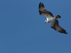 せわしなく飛ぶミサゴ
