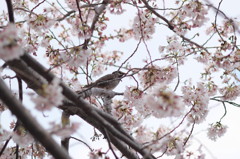 A bird among full blown blossoms