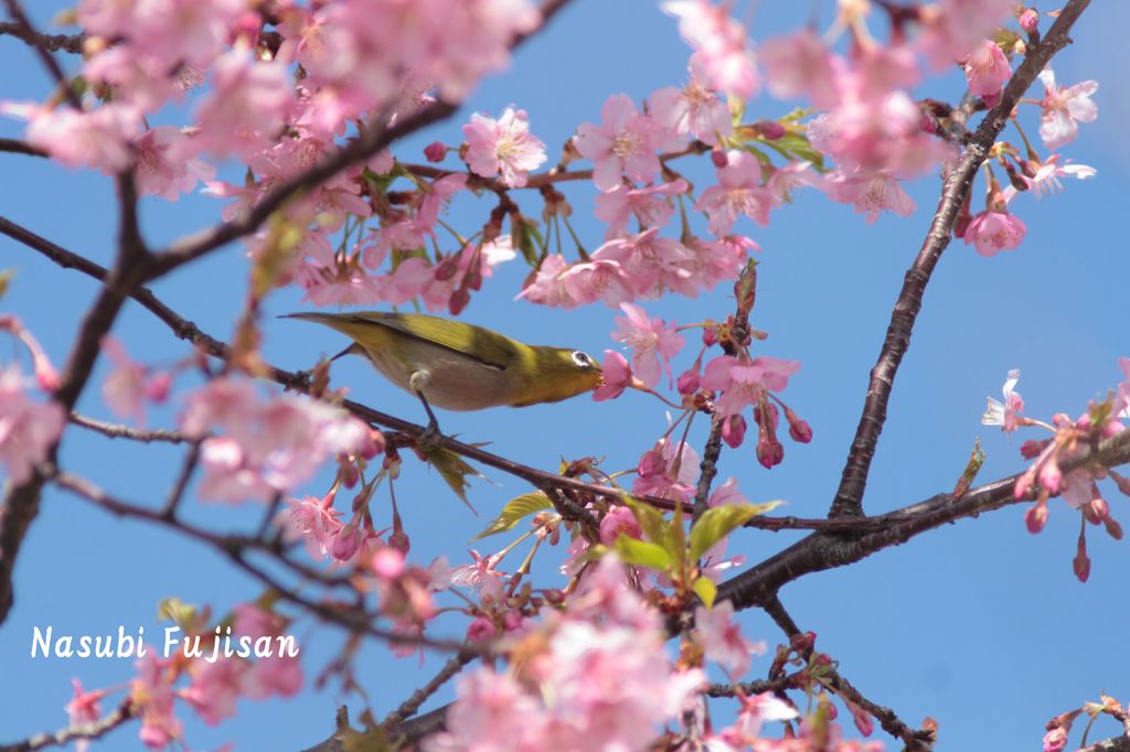 メジロは河津桜がお好き