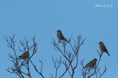 朝の４大ソプラノ