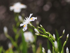 蓮華寺池のシャガ