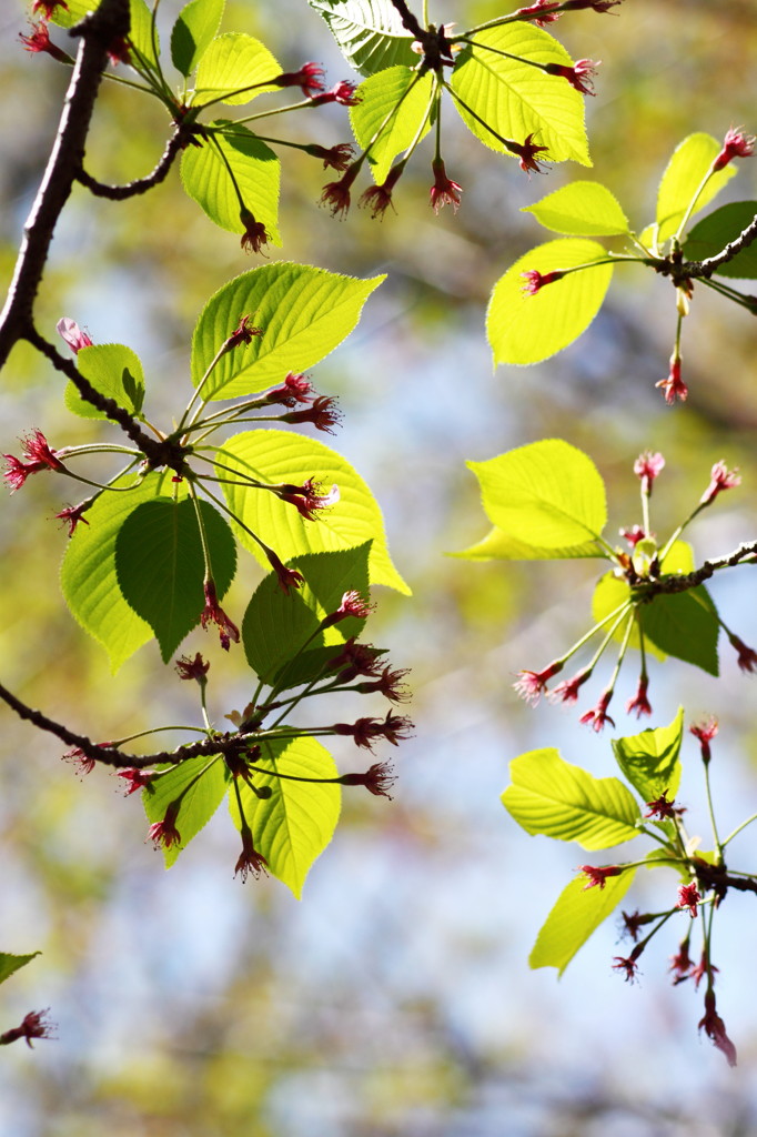 Fresh young green after blossoms