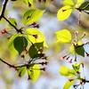 Fresh young green after blossoms