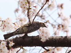 桜とヒヨドリ