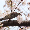 桜とヒヨドリ