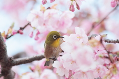 蜜を探す