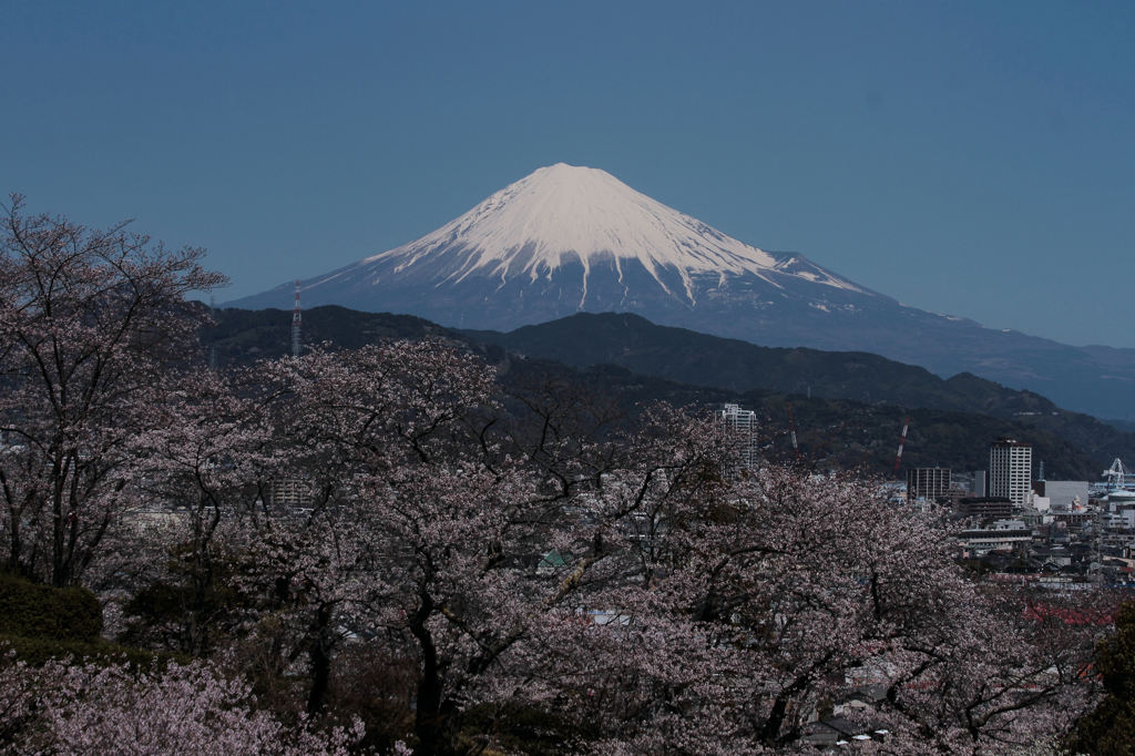 霊峰に桜東風2