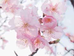 修善寺の河津桜