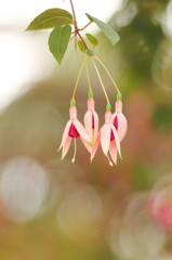 小さな花の大きな存在感