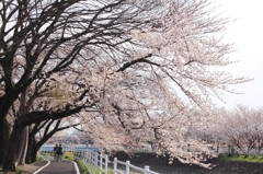 大きな桜並木の下で