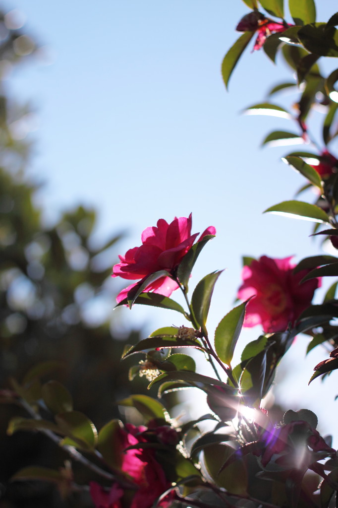 A sasanqua against sunshine