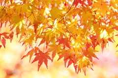 Shiny leaves