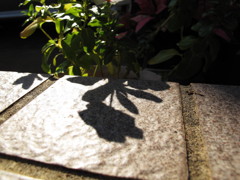 小春日和-花影-