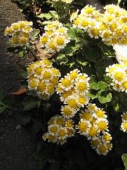 小春日和-路傍の花-