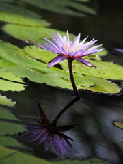 A water Lily and a reflection No.4