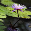 A water Lily and a reflection No.4