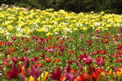 lily garden -colorful-