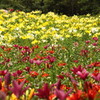 lily garden -colorful-