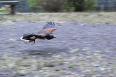 ながし鳥～ムック嬢